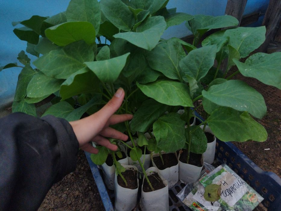 Рассада перец, баклажан