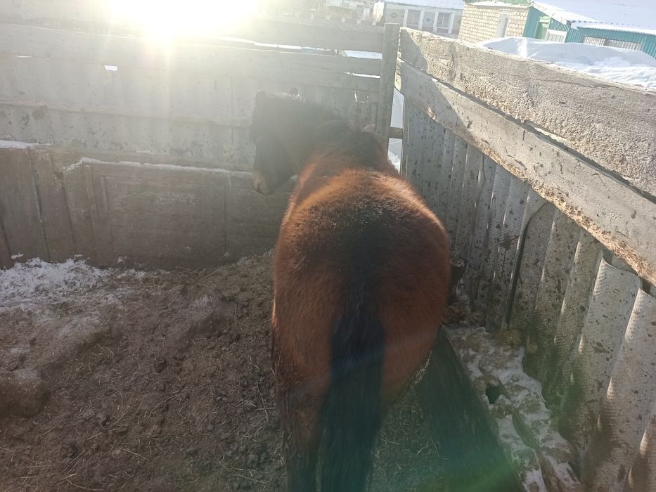 Жылқы еті дәмді табиғи