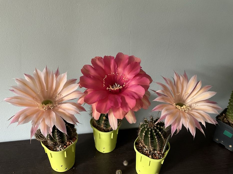 Кактусы , суккуленты