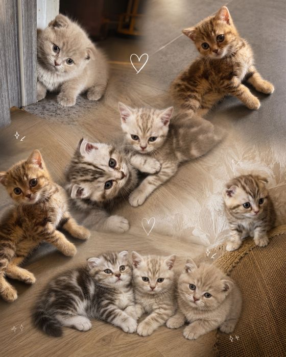 Продам шикарных котят