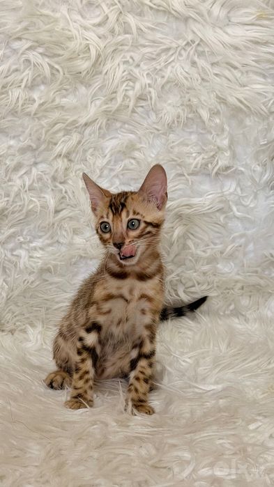 Бенгальские котята