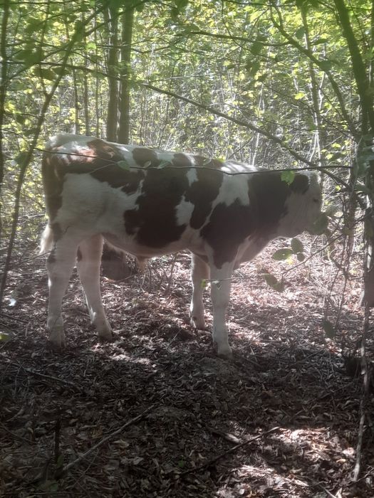 Tăurași Balțați de vânzare