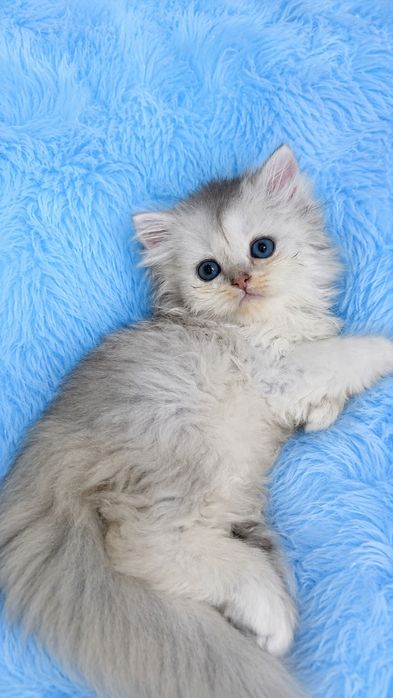 Продаётся чистокровный британский котёнок мальчик