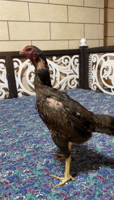 Дакан Китай-Кореец мекендер