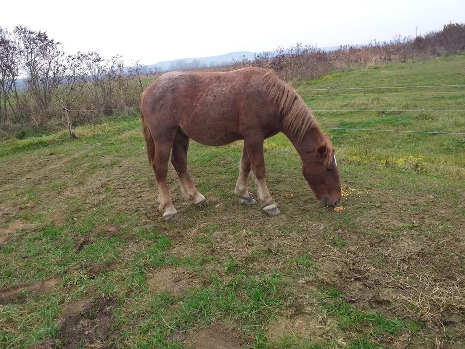 Vand manz castrat 7500 neg