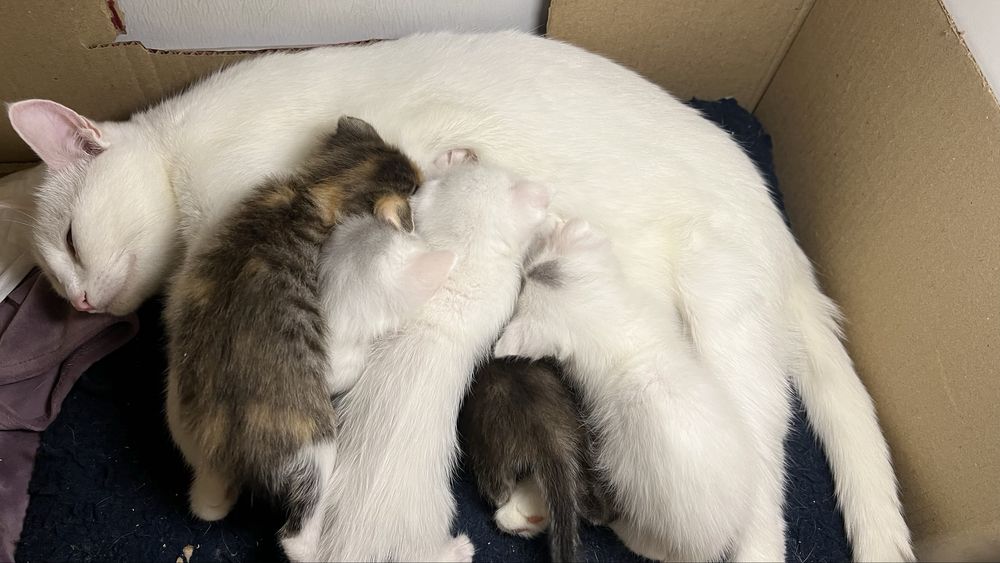 отдам котят (даром)