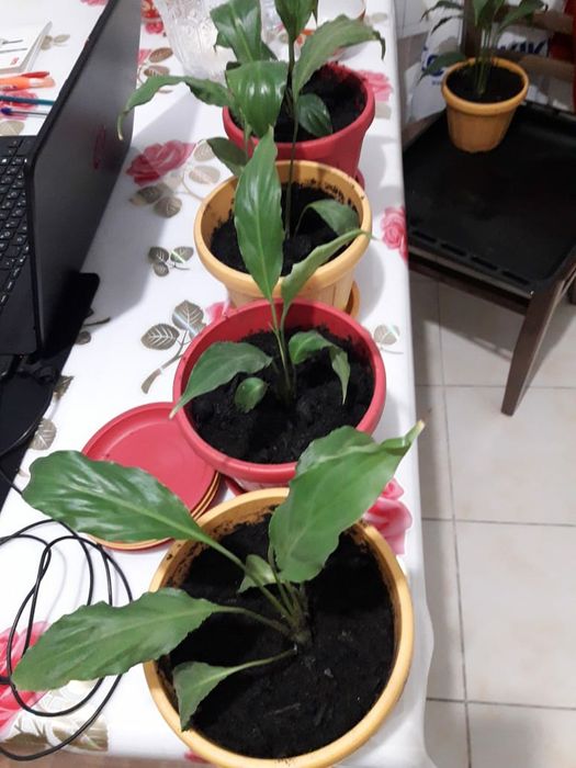 Комнатные растения