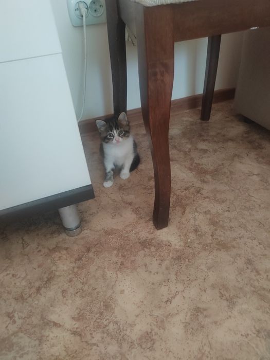 Котята маленькие