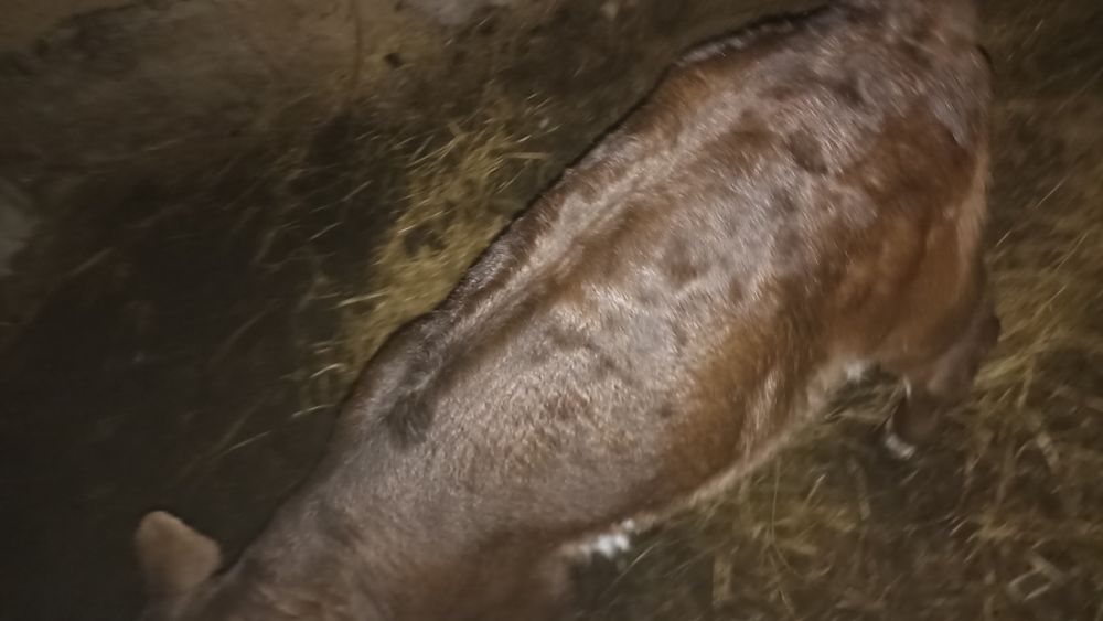 Ірі еркек бұзау 1 айлық