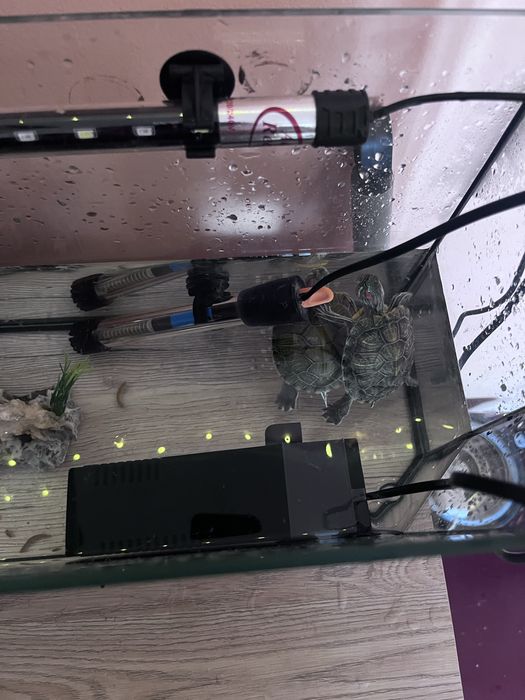 Аквариум с черепахами