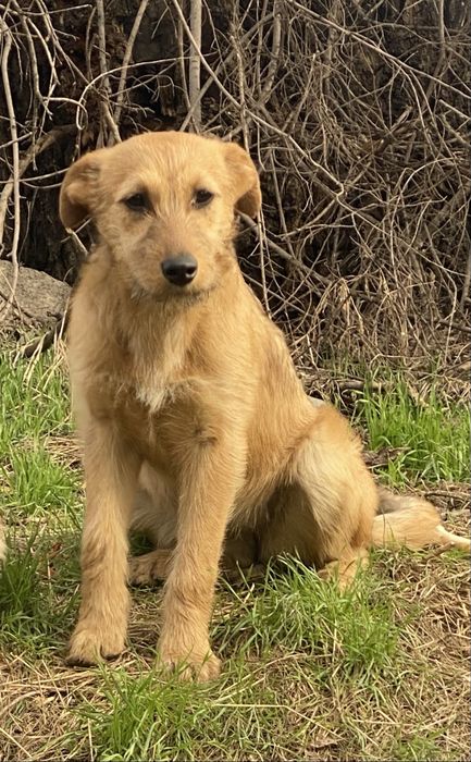 Щенков, отдам 4 мес, ПРИВИТЫ, девочки, привезу