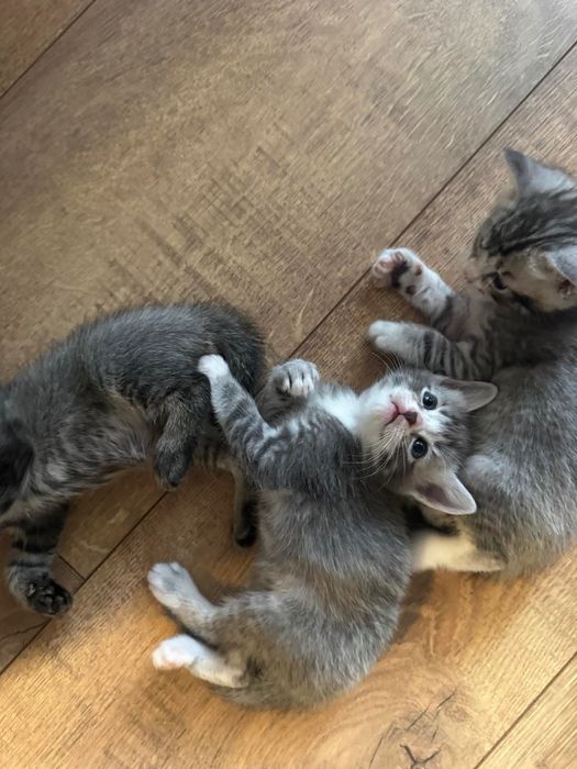 Котенца Британки
