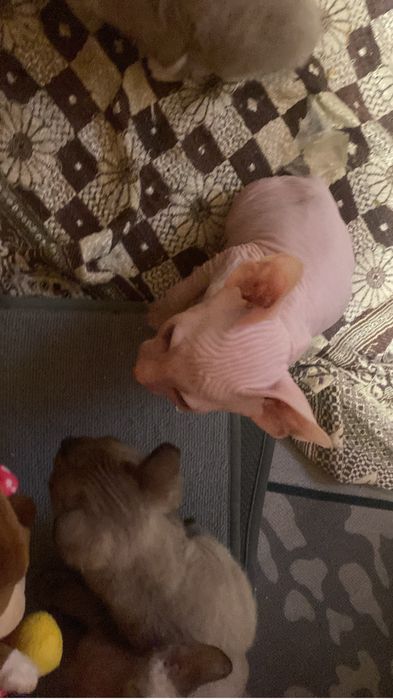 Продам котят сфинкса браш и велюр лысый