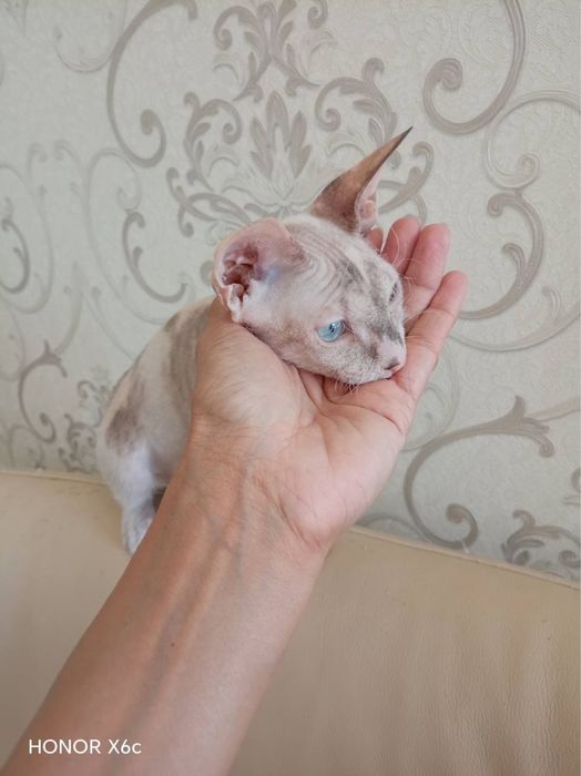 СФИНКС Браш (кошка)