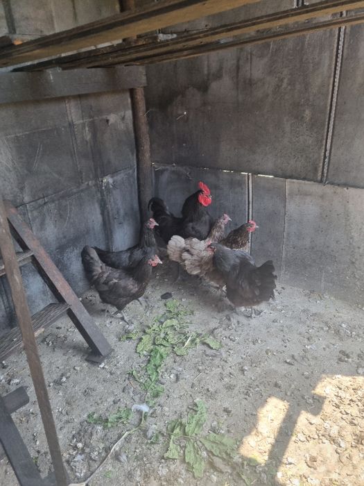 Turturele razatoare cochinchina pitic,australorp perusi berbec pitic