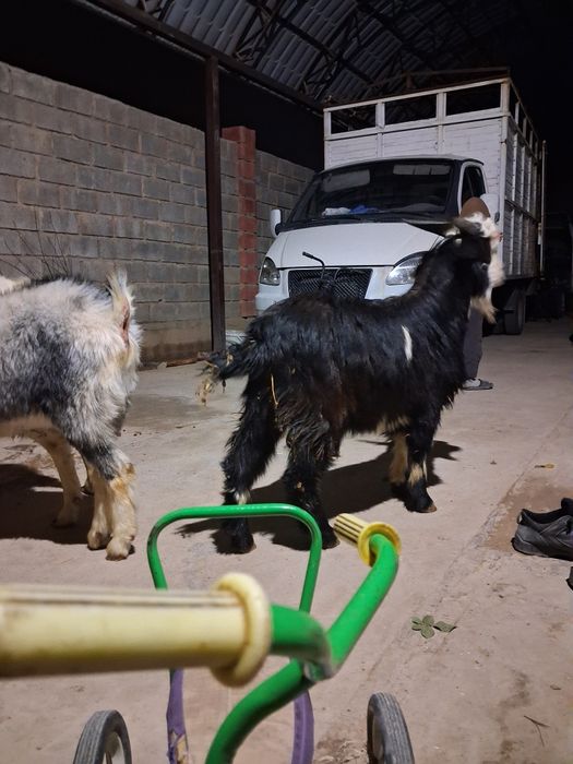 Еркек текелер бар