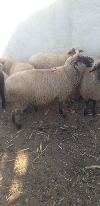 Vand sau schimb cu vitei  oi tinere pentru tinut.