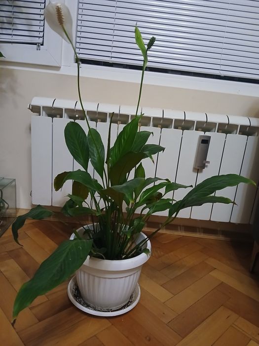 Спатифилум в саксия