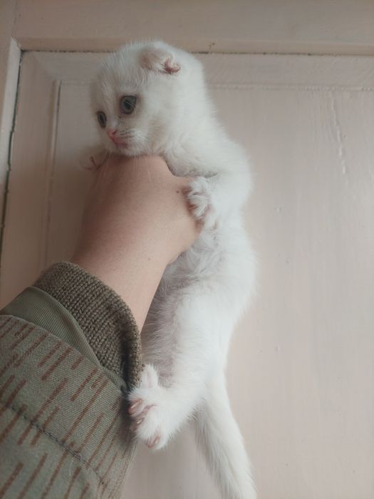 Скоттиш Фолд к,из бола 2 ойлик