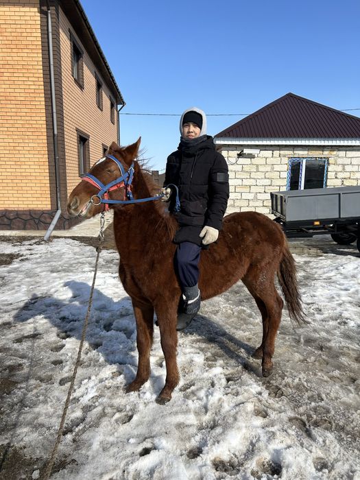 Продам лошад тай