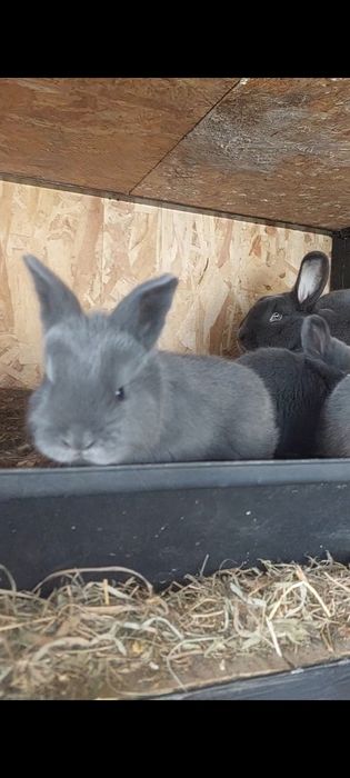 Vând iepuri maturi și pui