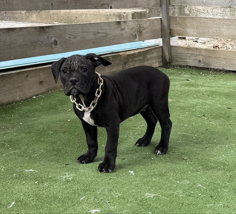 Mascul amstaff  negru