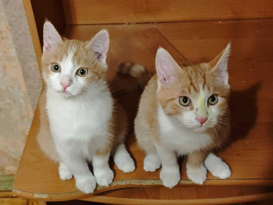 Котята бесплатно