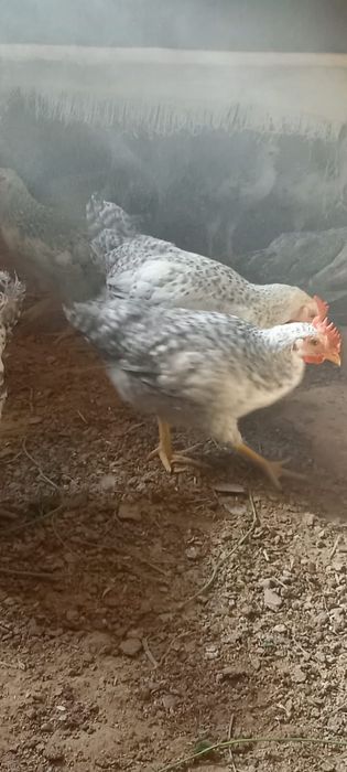 Барковский кораз