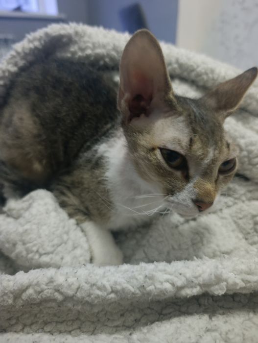 Корниш рекс срочно продается