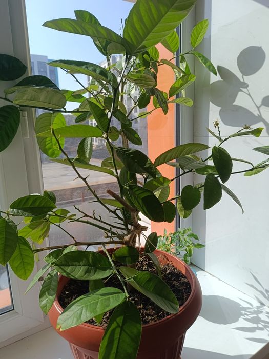 Продажа дерева лимона