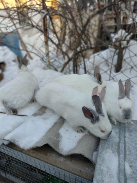 Продам  калифорнию