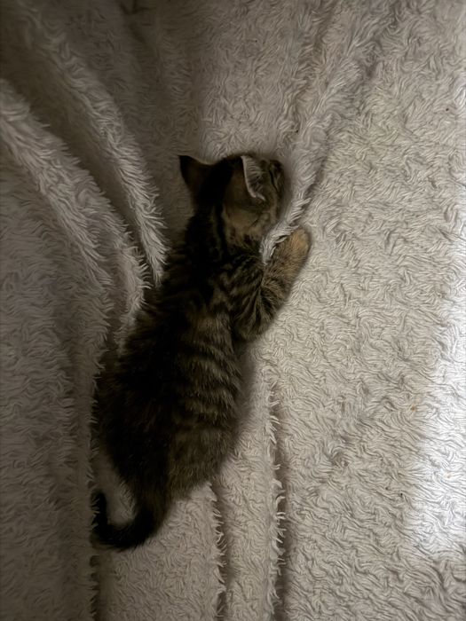 отдем кошечку в добрые руки