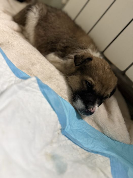 Cautam o casuta noua si iubitoare!