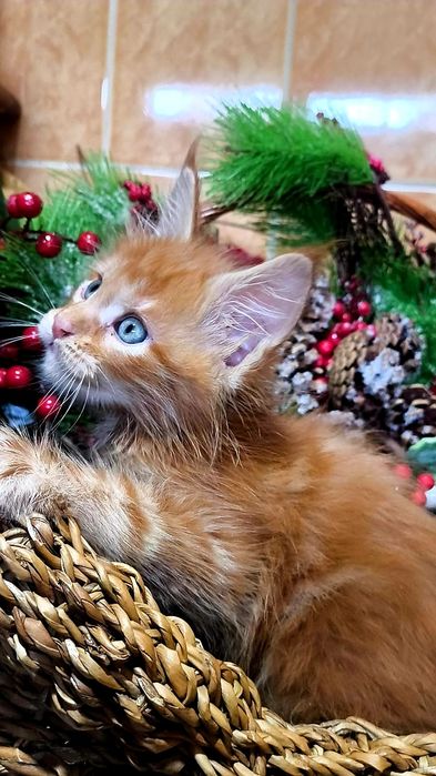 Шикарные представители Породы МЕЙН Кун