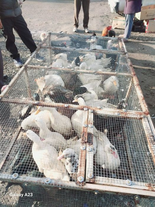 Утки и утята продаются