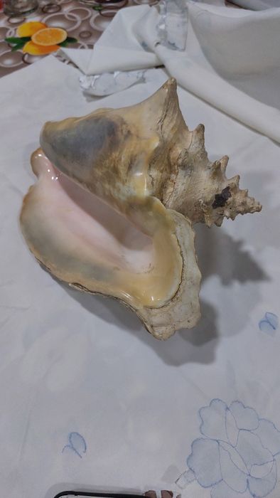 Ракушка, настоящая, кубинская