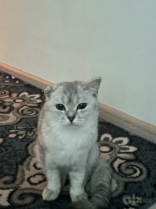 Shotland vislouxli silver