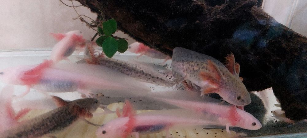 Аксолотли подростки