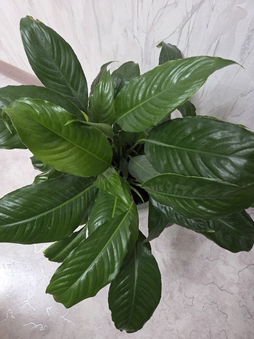 Женские счастье цветок