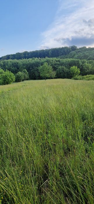 Vând teren intravilan între Baile Felix și Hidisel de jos