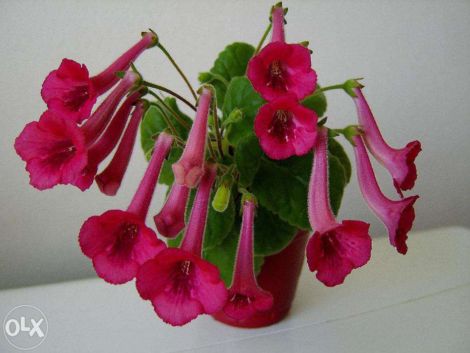 mini gloxinia- 10 bulbi culori mixte 95Ron /set posta inclusa,.