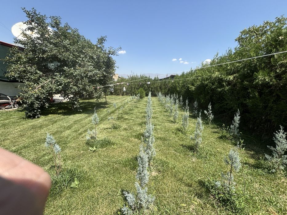 Кепарис по выбору