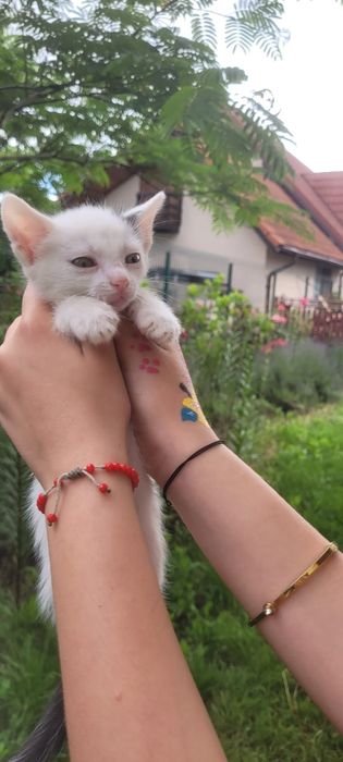 Donăm 6 pisoiași
