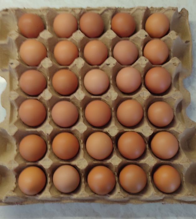Продам домашние куриные яйца.
