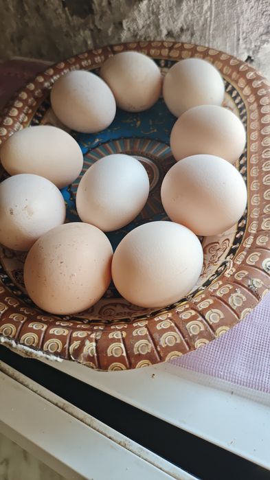 Продам курицу несушку