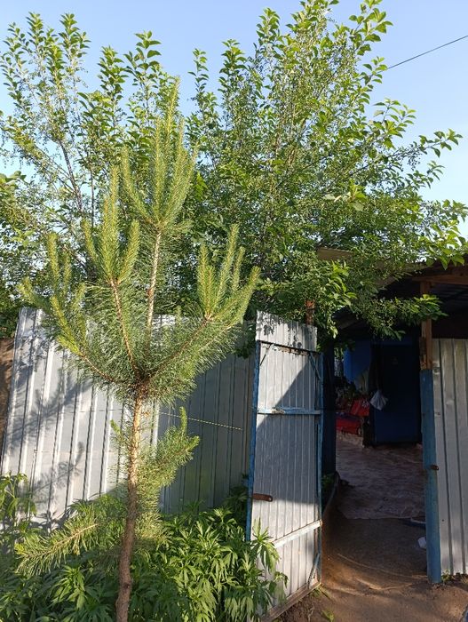 Продам дачу  Колос 2