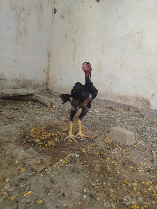 Dakan jo'ja sotiladi