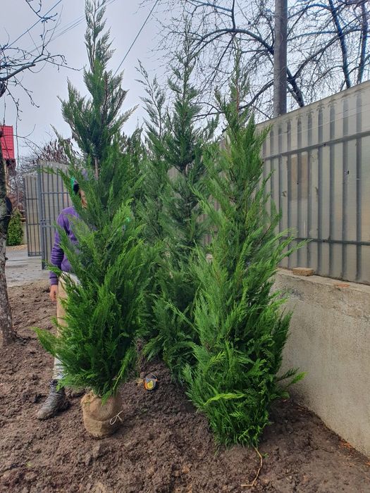 Leylandii pentru gard viu profesional – plante aclimatizate