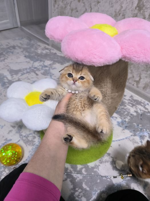 Котята от правильной вязки