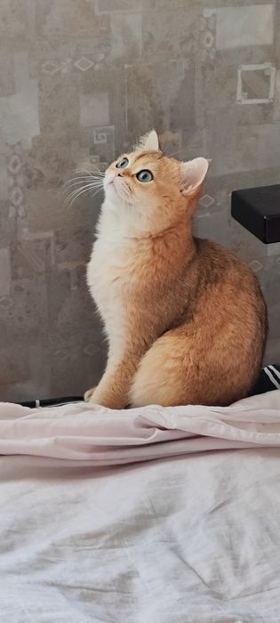 Приглашаем на вязку